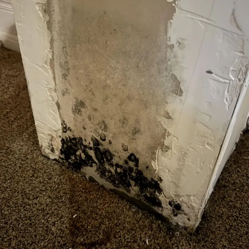 Professional Mold Removal in North Myrtle Beach, SC